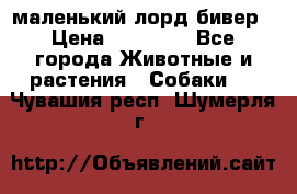 маленький лорд бивер › Цена ­ 10 000 - Все города Животные и растения » Собаки   . Чувашия респ.,Шумерля г.